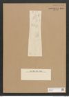 Diatomeae indet. Zeichnungen Sammlung Grunow Nr. 2503 (NHMW-BOT-W0369828)